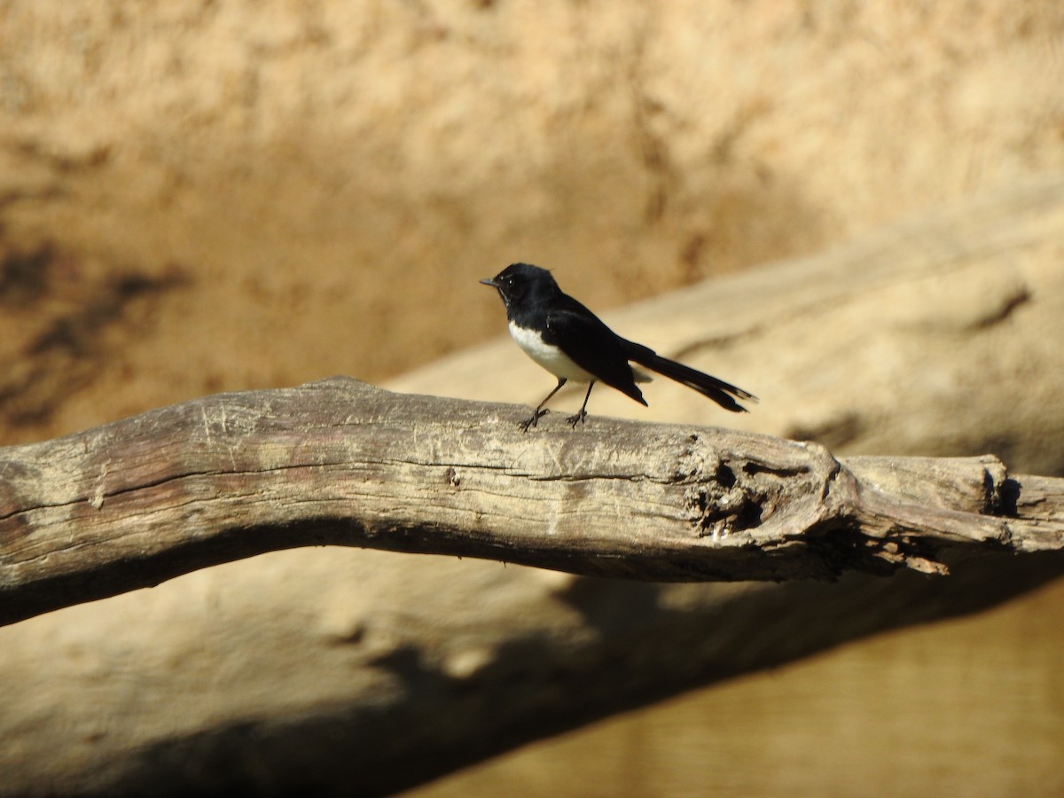 Willie-wagtail - ML610097827