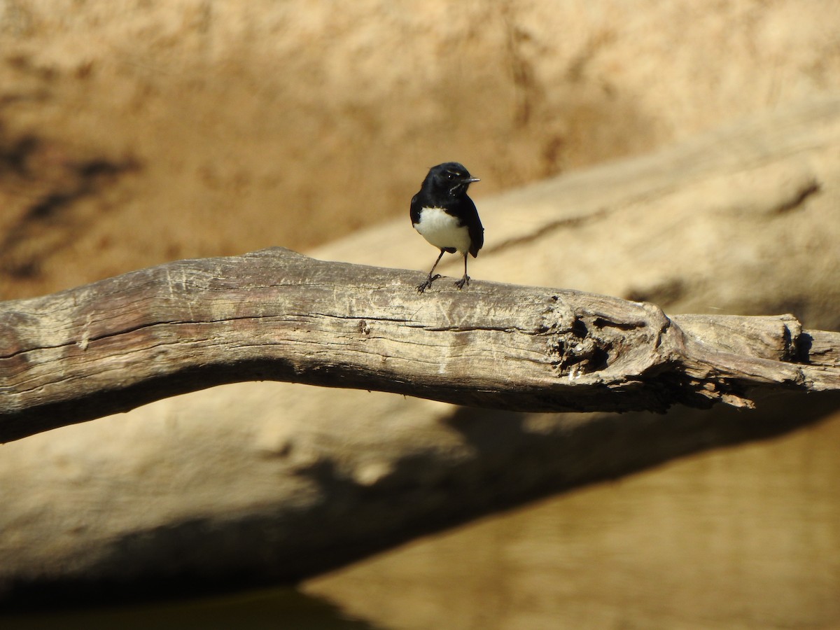Willie-wagtail - ML610097829