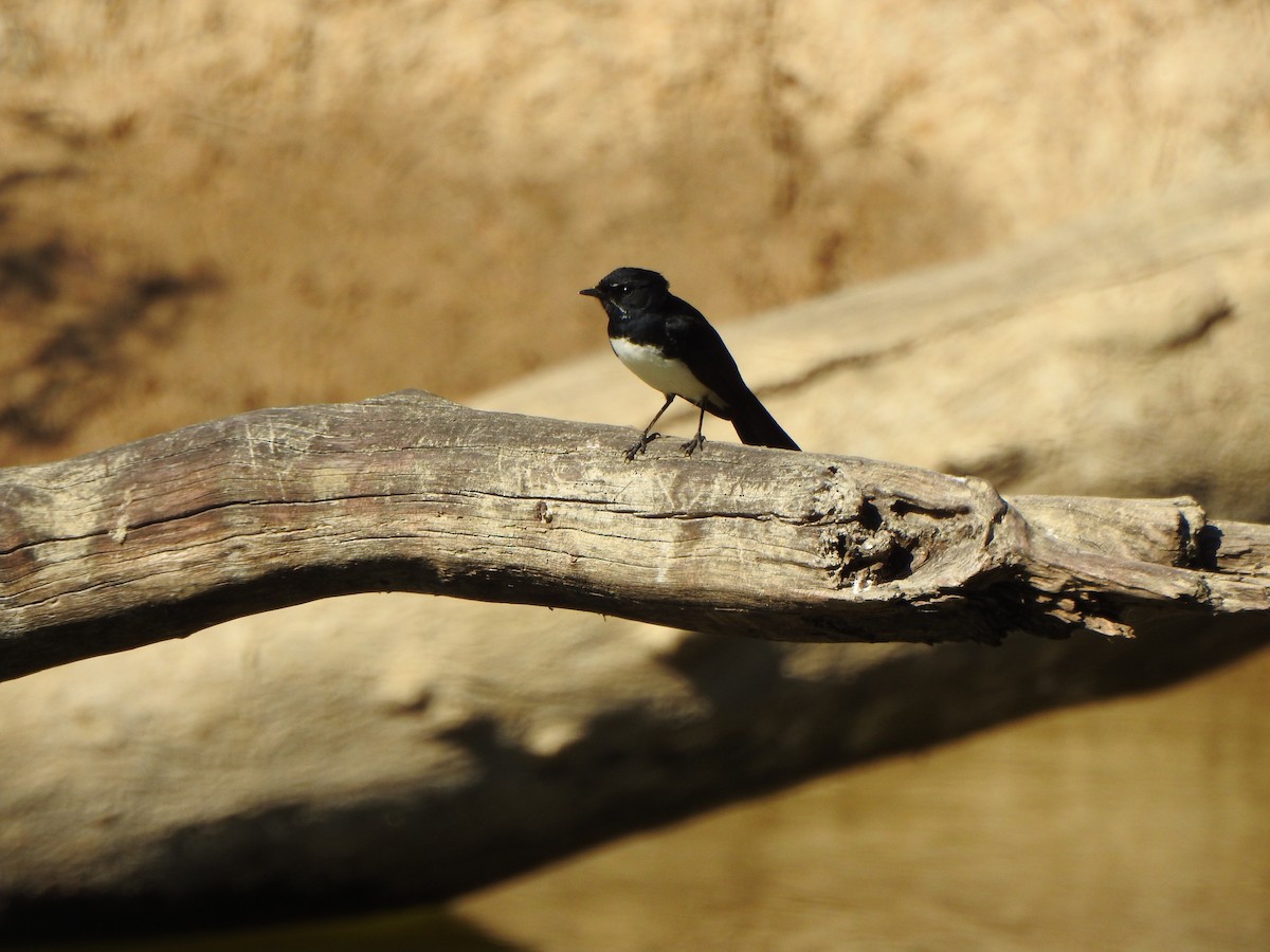 Willie-wagtail - ML610097830