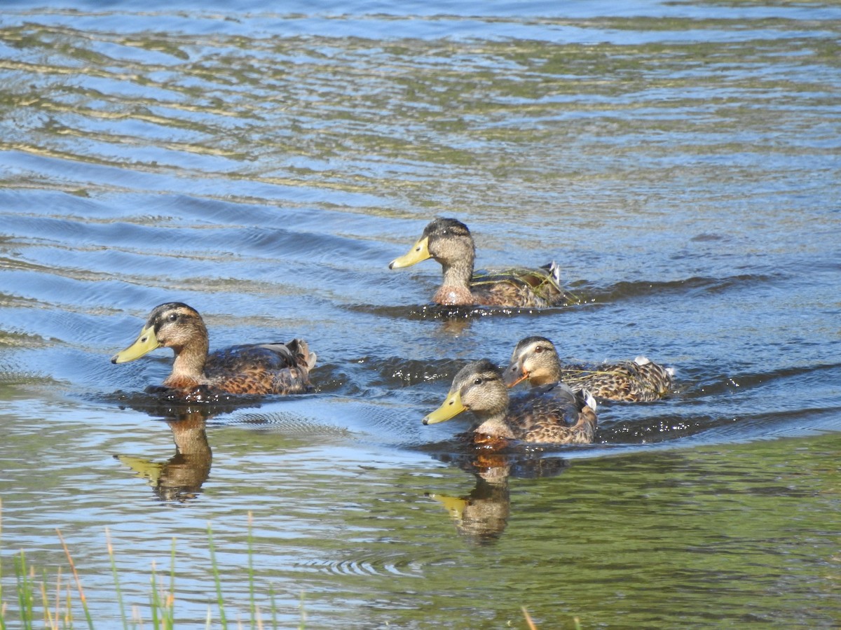 Mallard - ML610097835