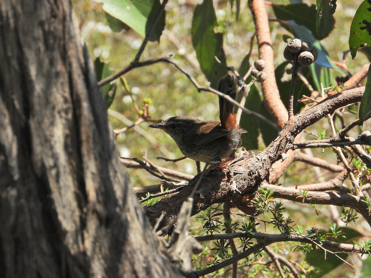 Chestnut-rumped Heathwren - Oliver Rose