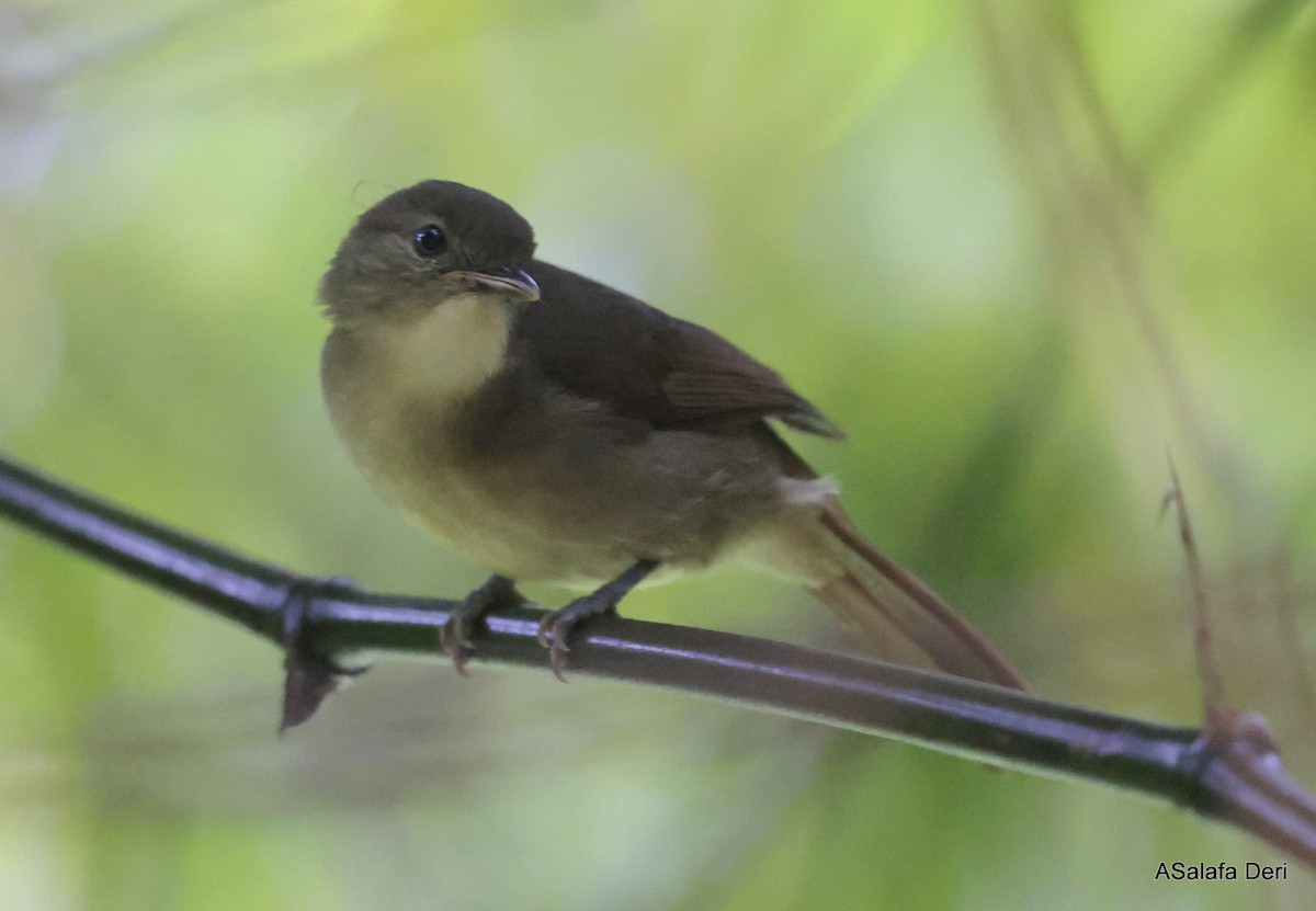 Bulbul de Cabanis (groupe cabanisi) - ML610097896