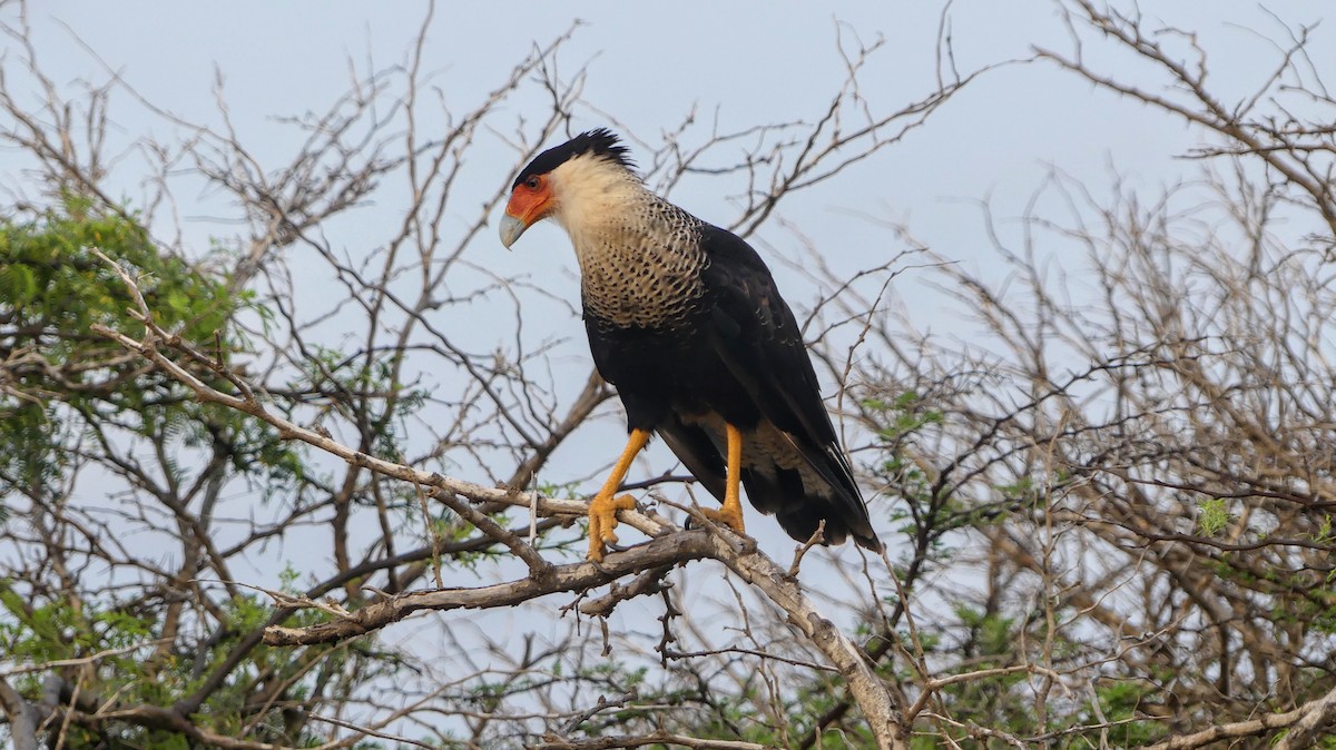 Crested Caracara - ML610097909