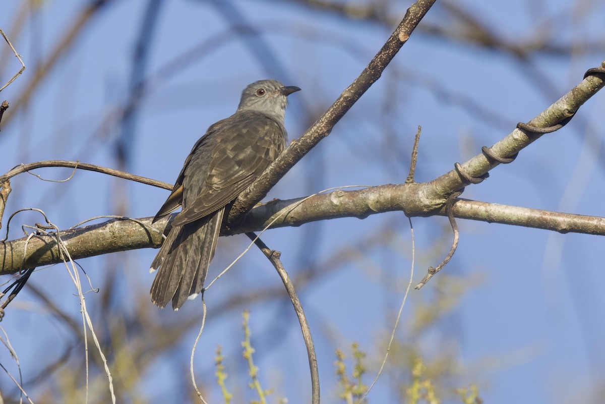 Brush Cuckoo - ML610097949