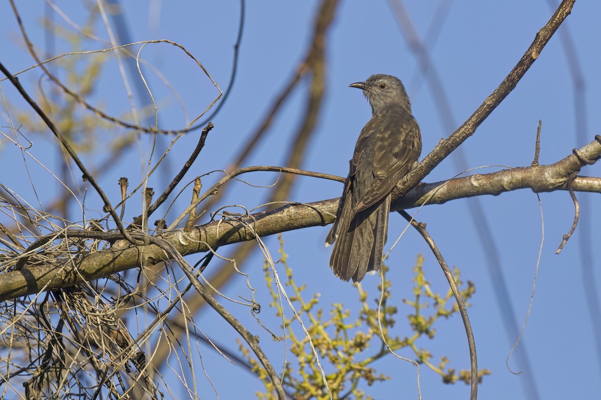 Brush Cuckoo - ML610097950