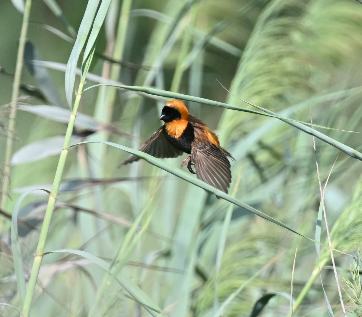 Southern Red Bishop - ML610098066