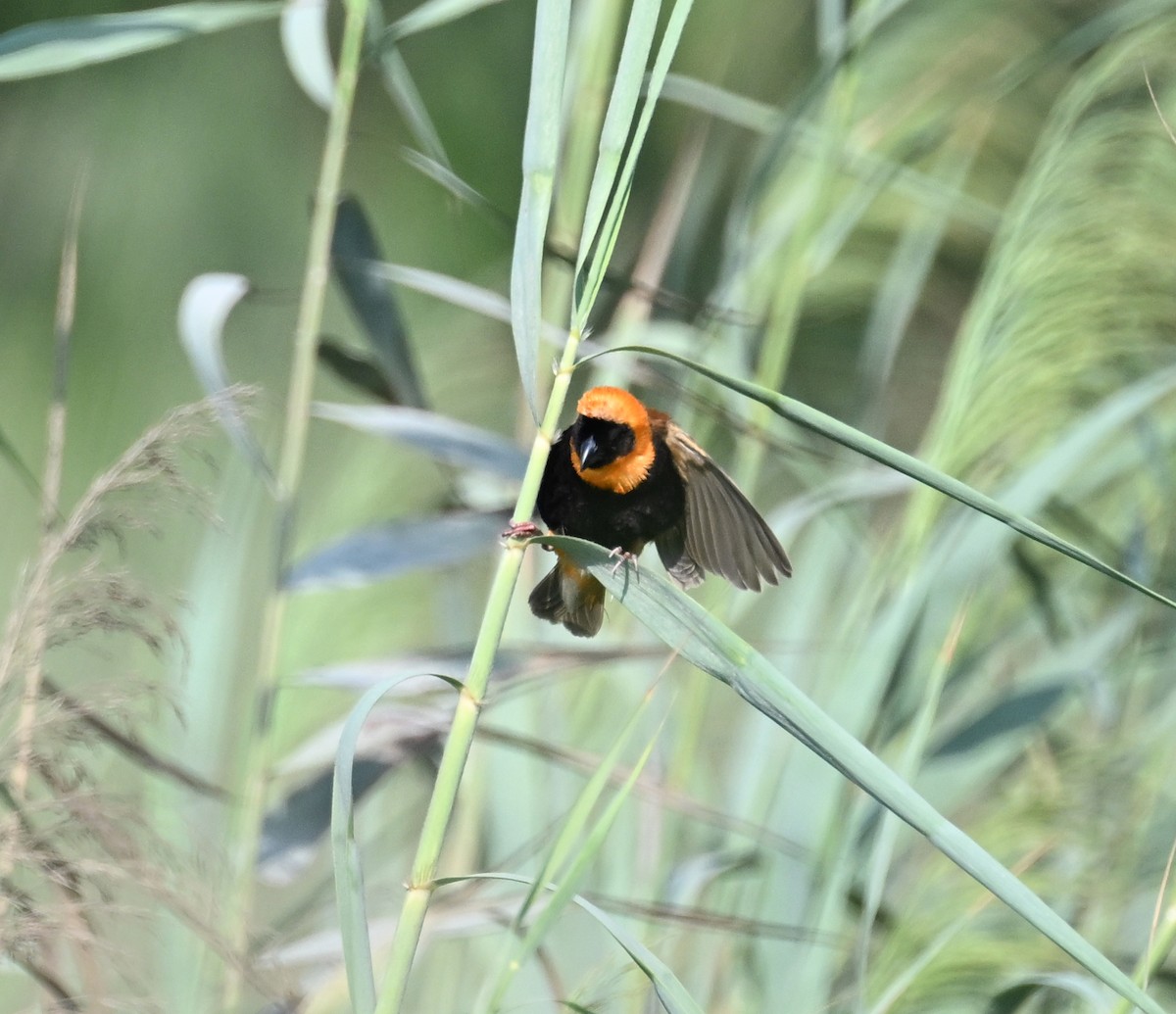 Southern Red Bishop - ML610098067