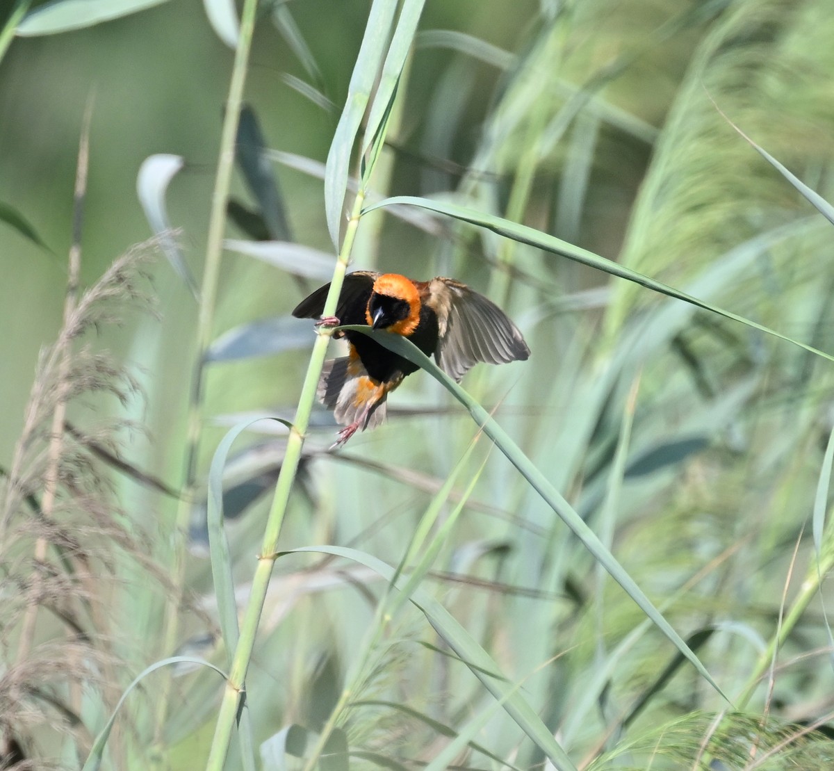 Southern Red Bishop - ML610098068