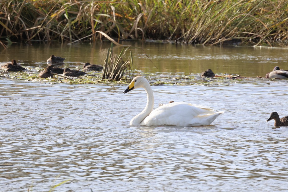 Whooper Swan - ML610098133