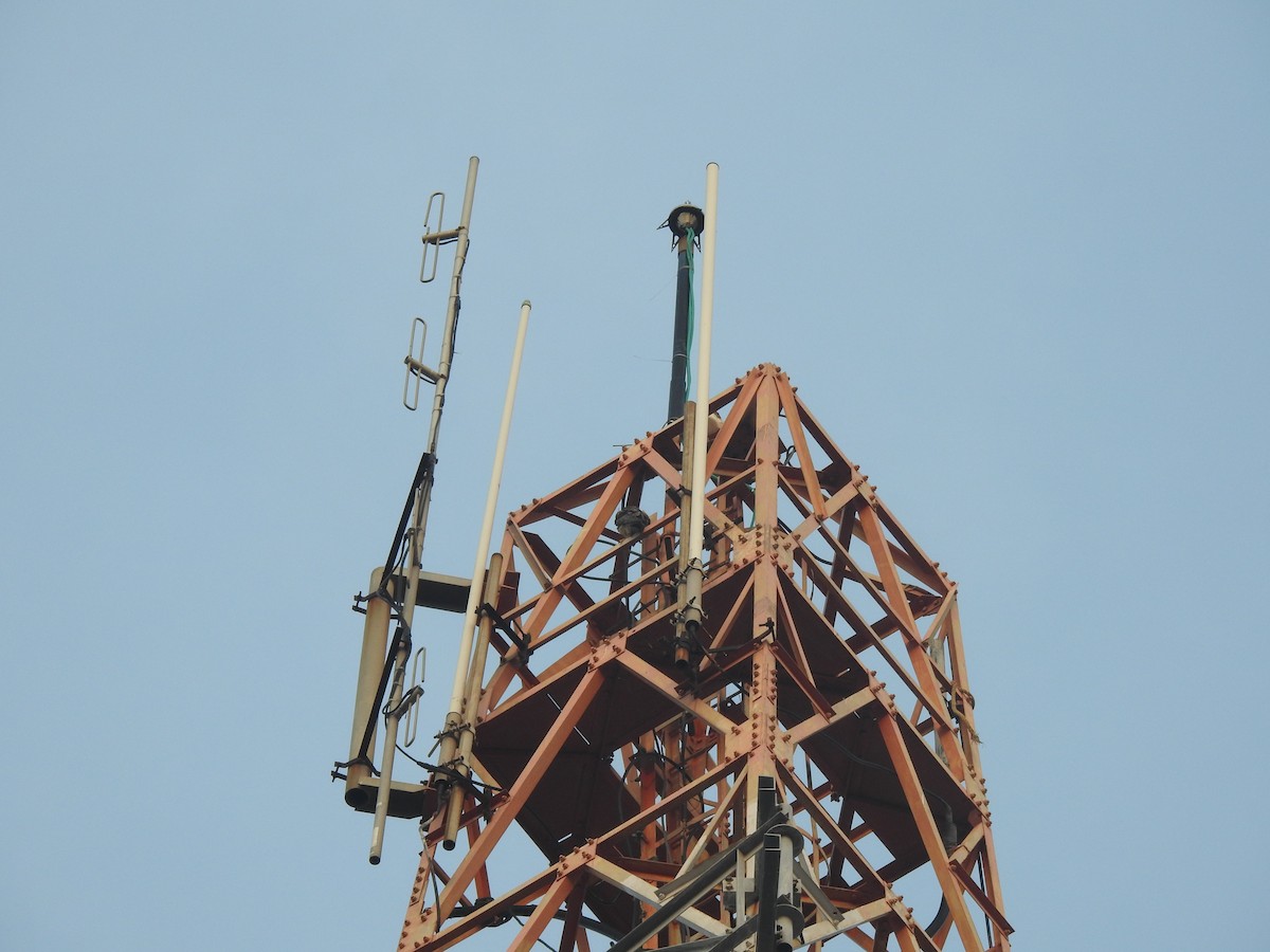 Peregrine Falcon - ML610098137