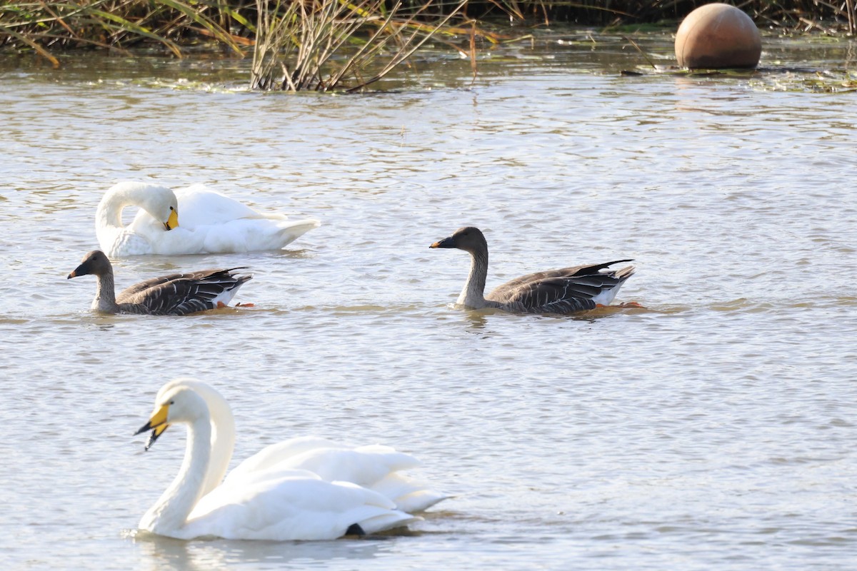 Taiga Bean-Goose - ML610098140