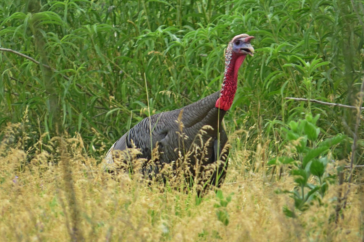 Wild Turkey - ML610098143