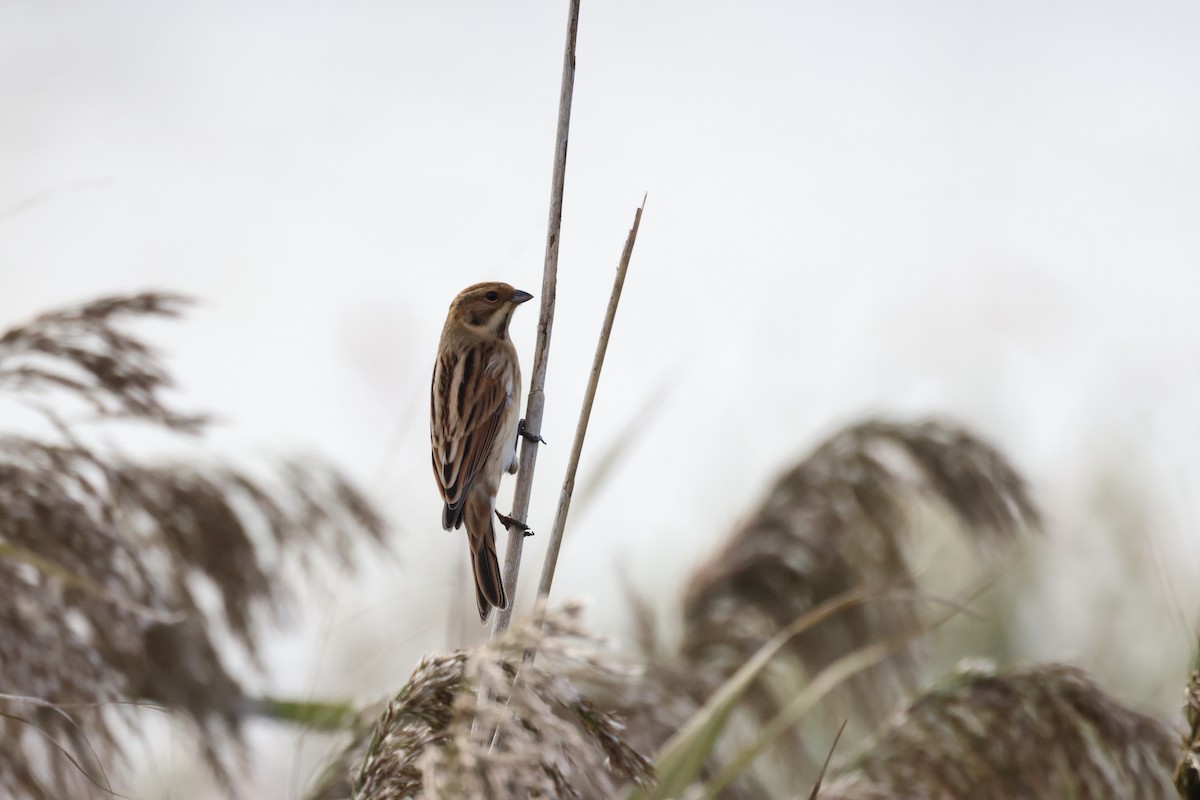 Reed Bunting - ML610098146