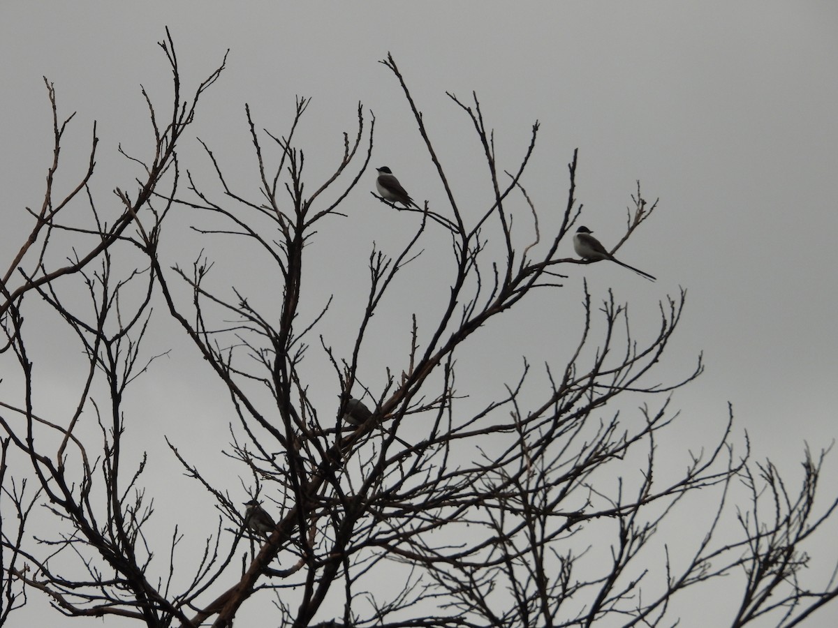 Fork-tailed Flycatcher - Más Aves