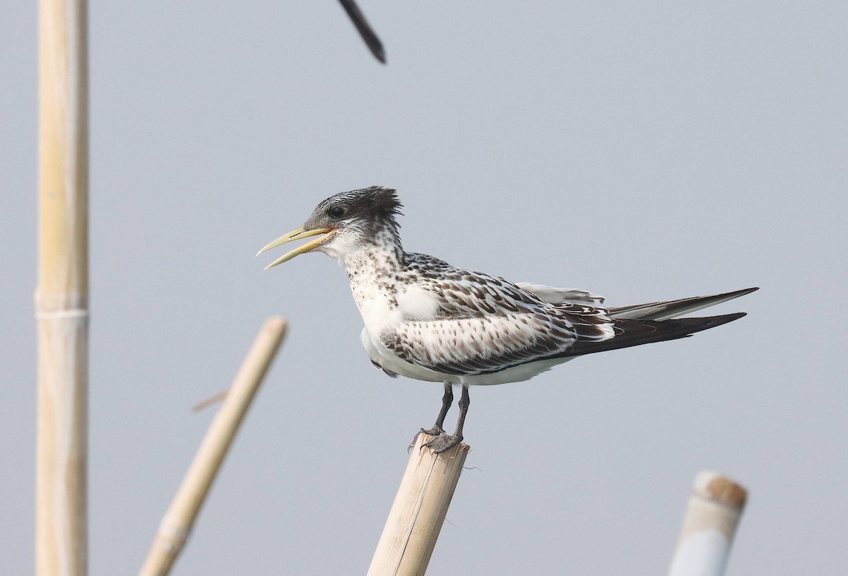 Great Crested Tern - ML610098222