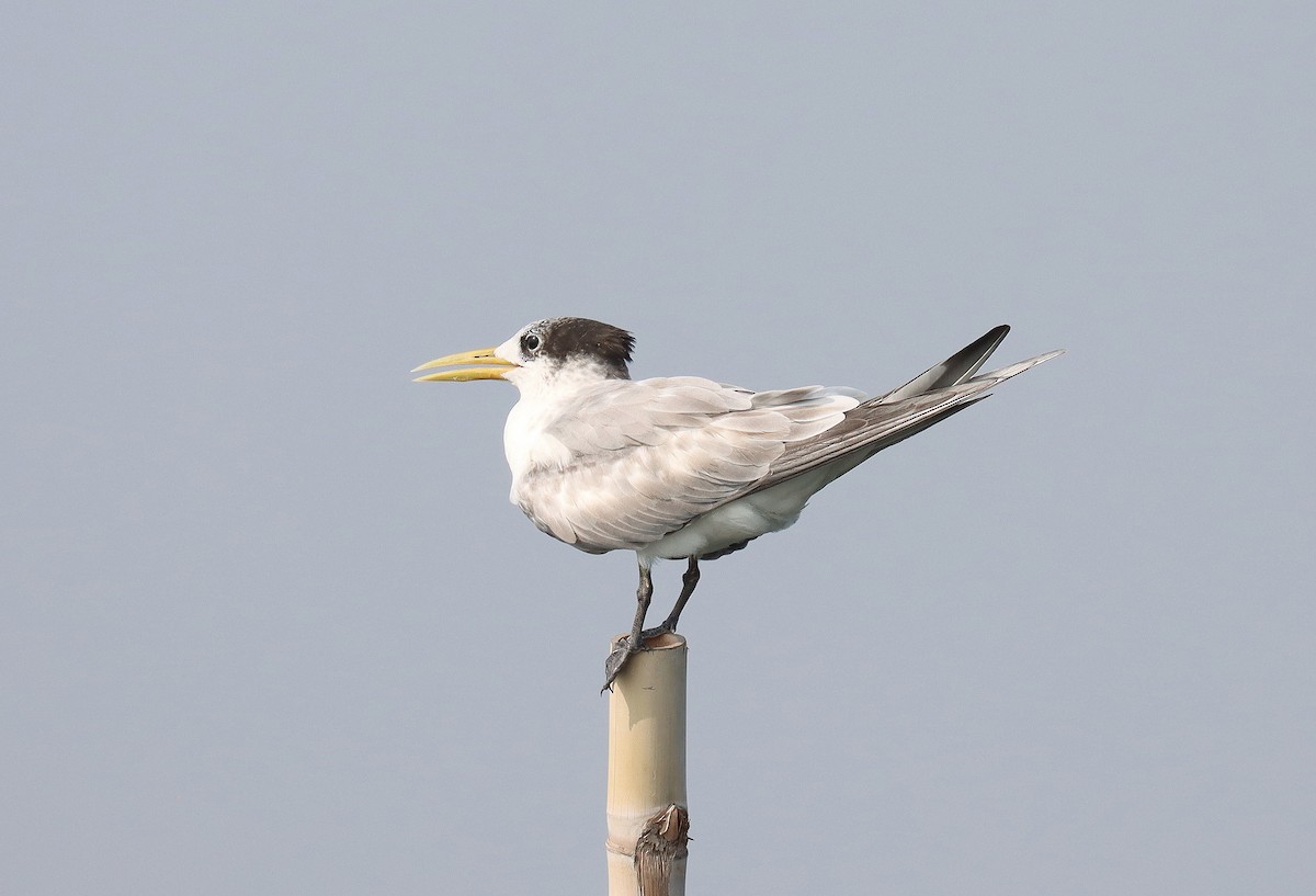 Great Crested Tern - ML610098223