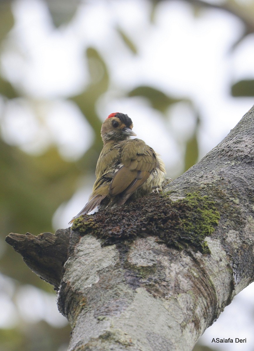 datel konžský (ssp. elliotii) - ML610098243