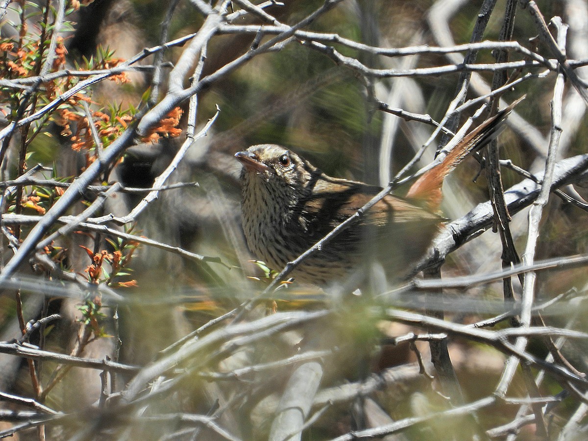Chestnut-rumped Heathwren - ML610098260