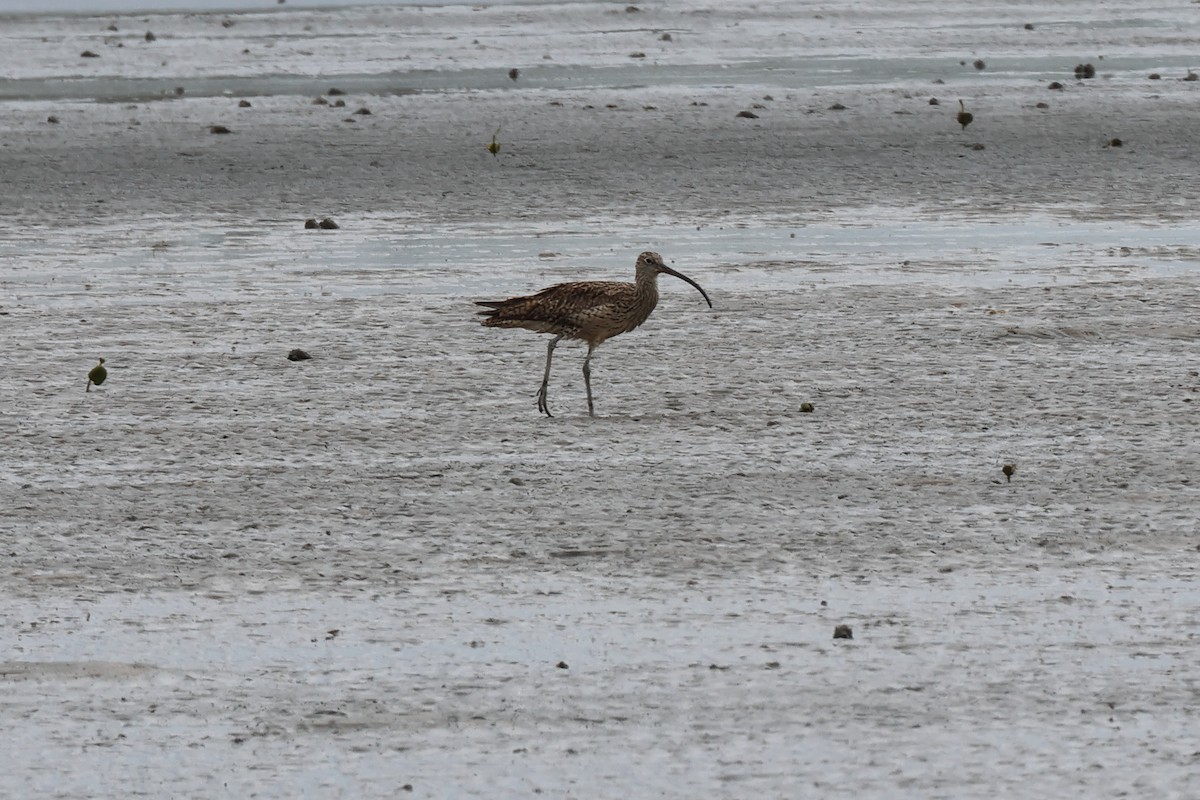 Far Eastern Curlew - Charles Allan