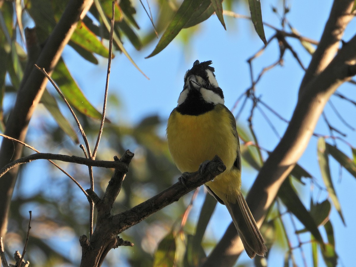 Eastern Shrike-tit - ML610098303