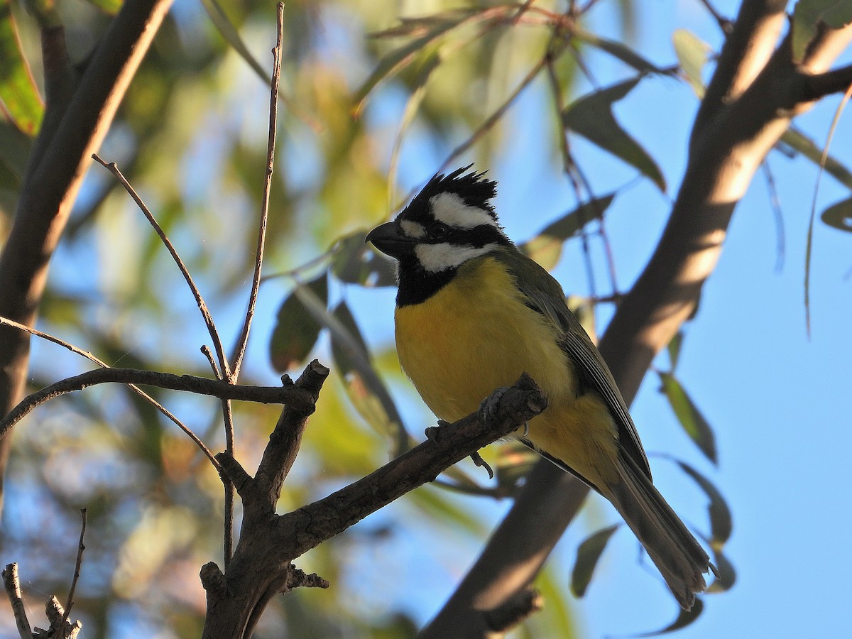 Eastern Shrike-tit - ML610098304