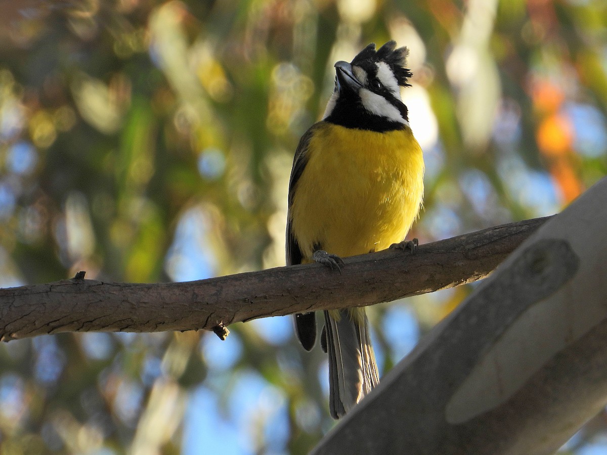 Eastern Shrike-tit - ML610098305