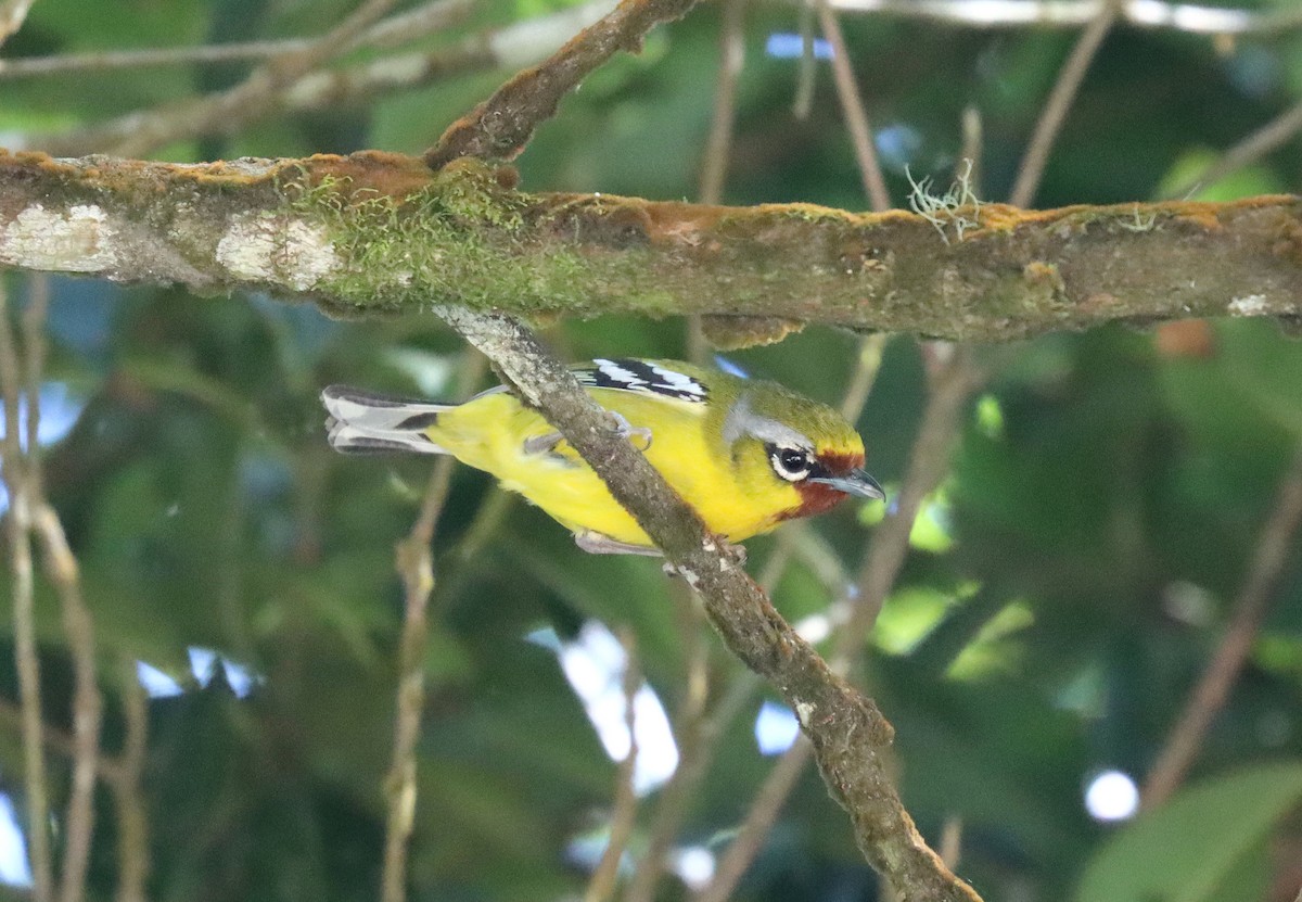 Rotstirn-Würgervireo - ML610098334