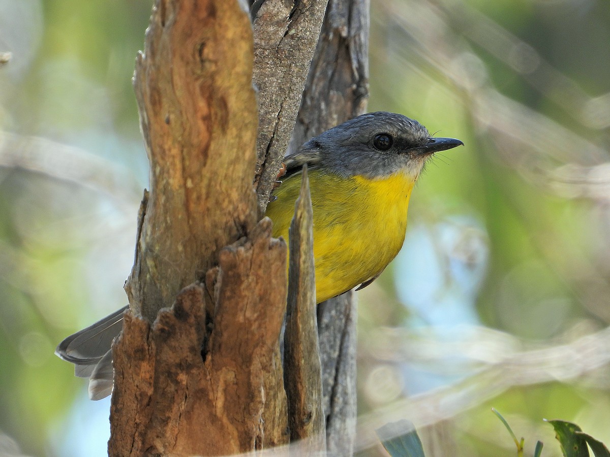 Eastern Yellow Robin - ML610098407