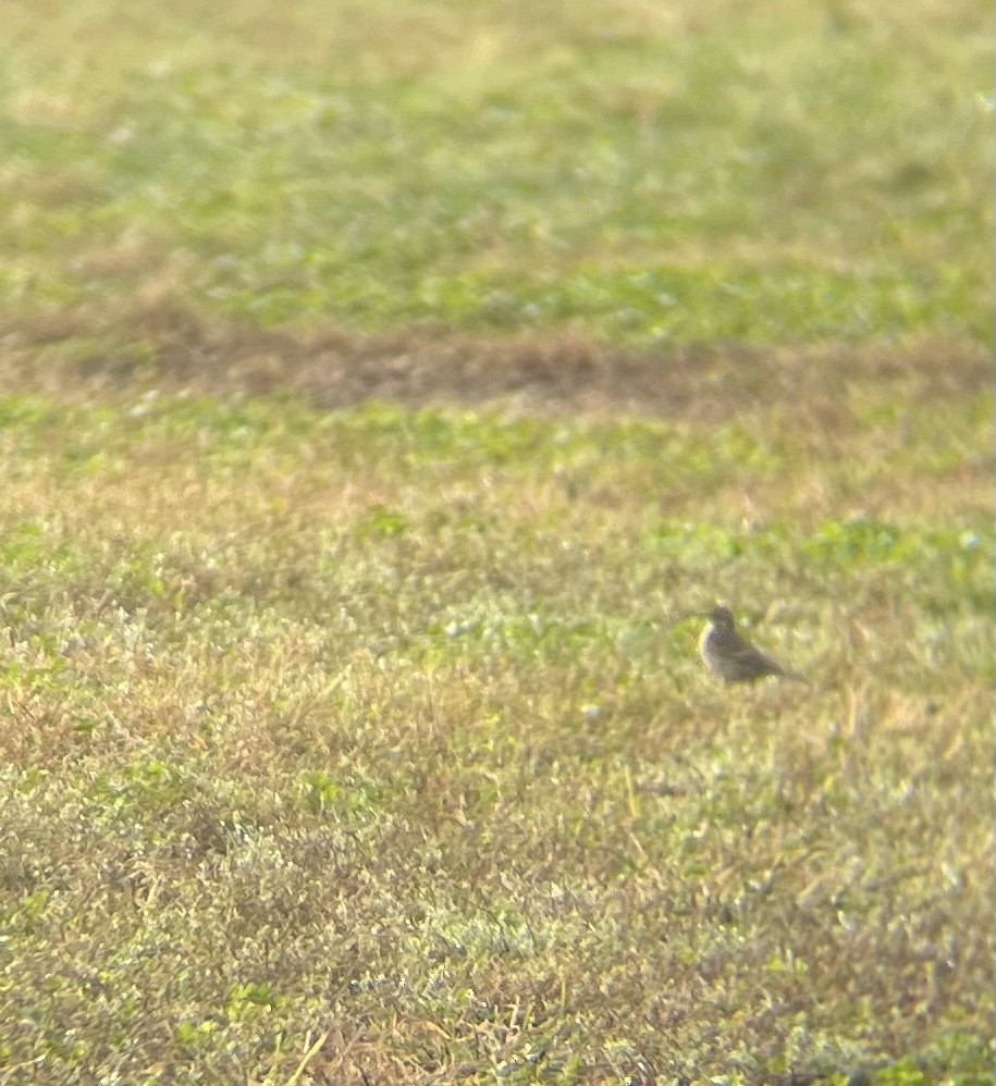 American Pipit - Sophie Barno