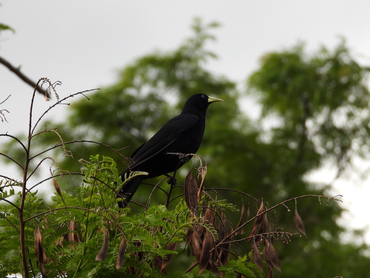 Red-rumped Cacique - Más Aves