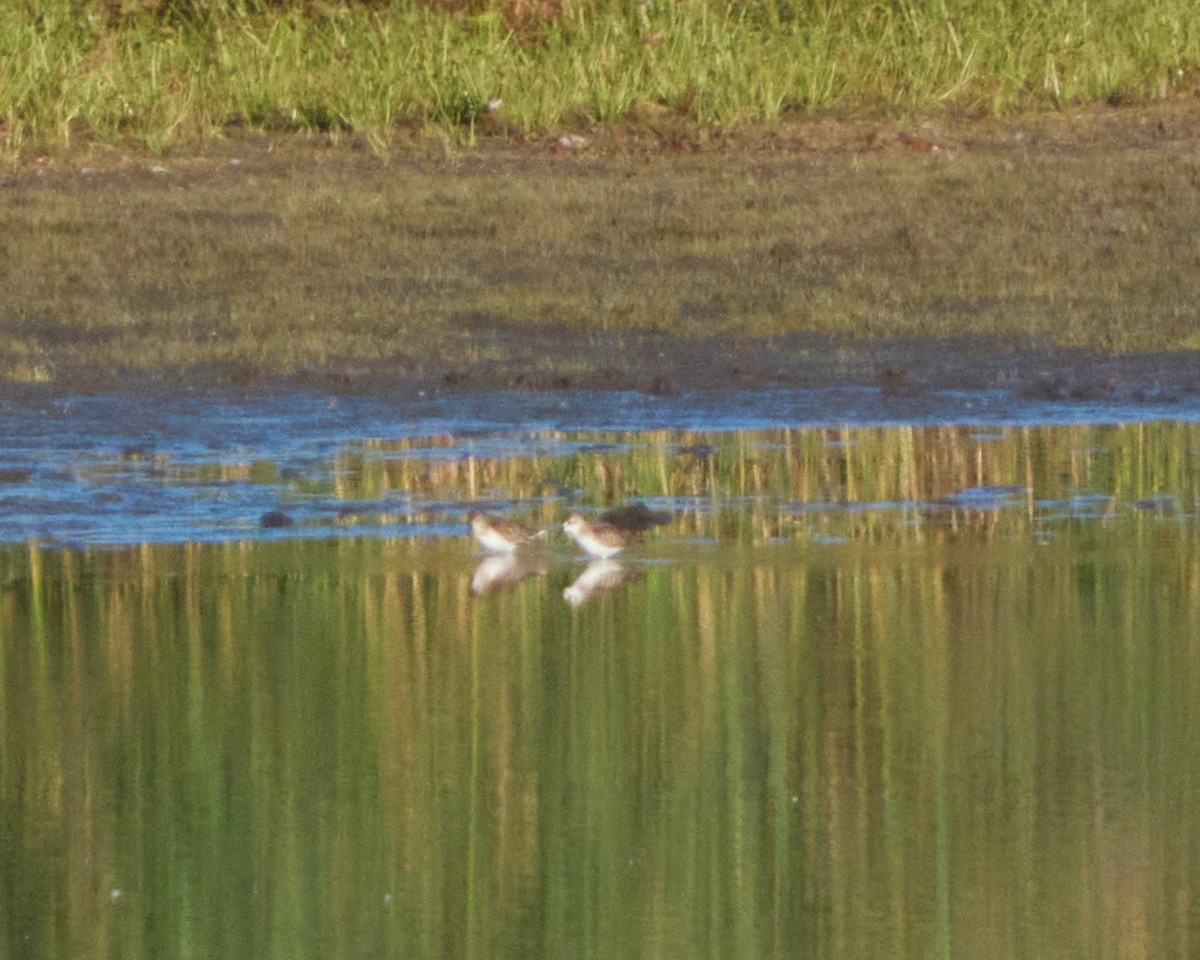 peep sp. - ML610098439