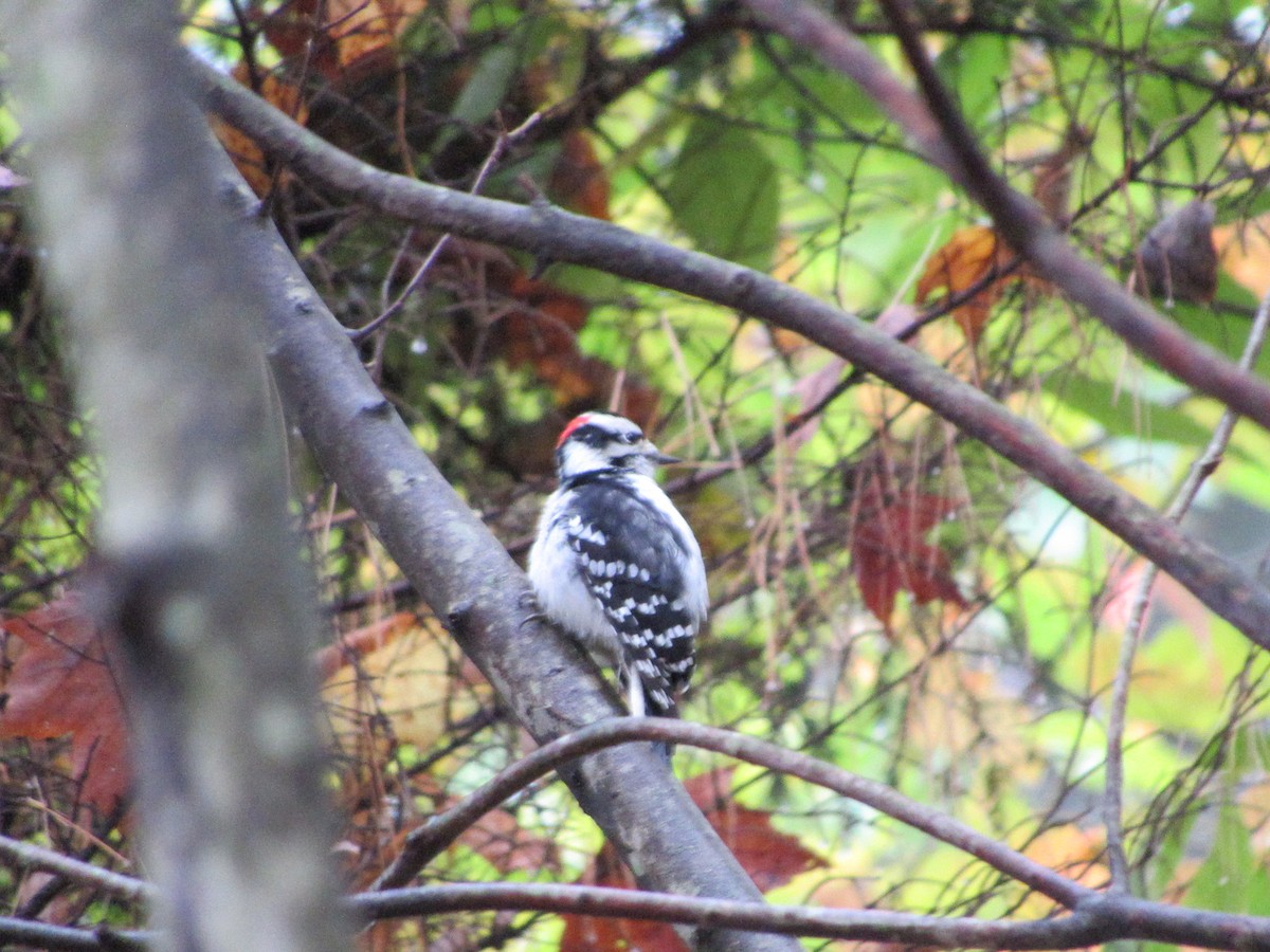 Downy Woodpecker - ML610098450