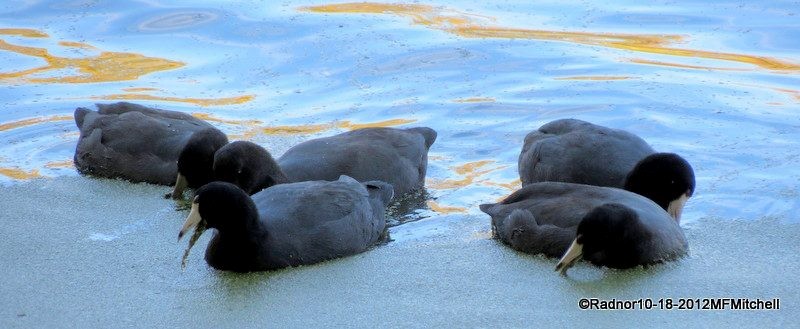 American Coot - ML610098470