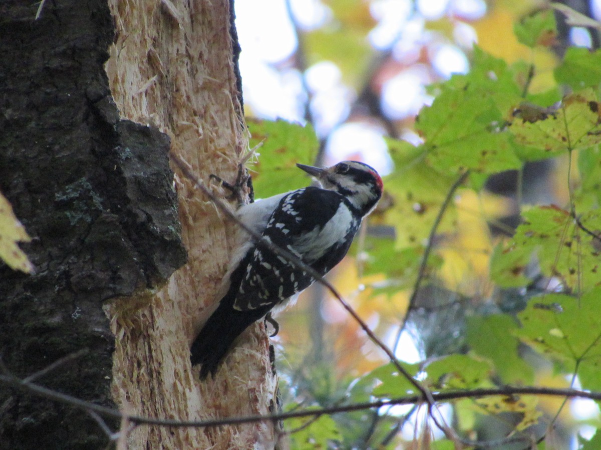 Hairy Woodpecker - ML610098477