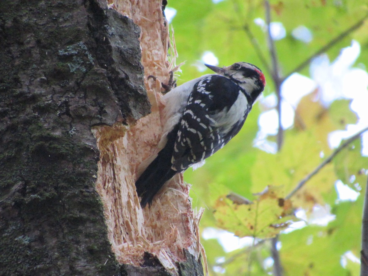 Hairy Woodpecker - ML610098478