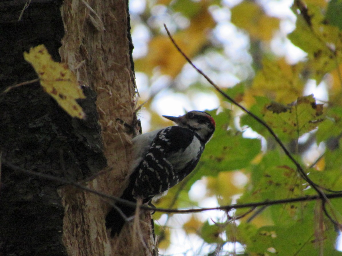 Hairy Woodpecker - ML610098479