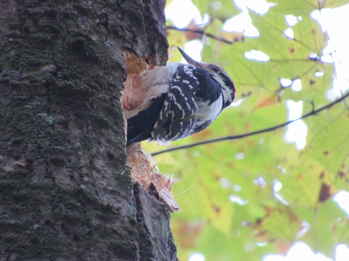 Hairy Woodpecker - ML610098480