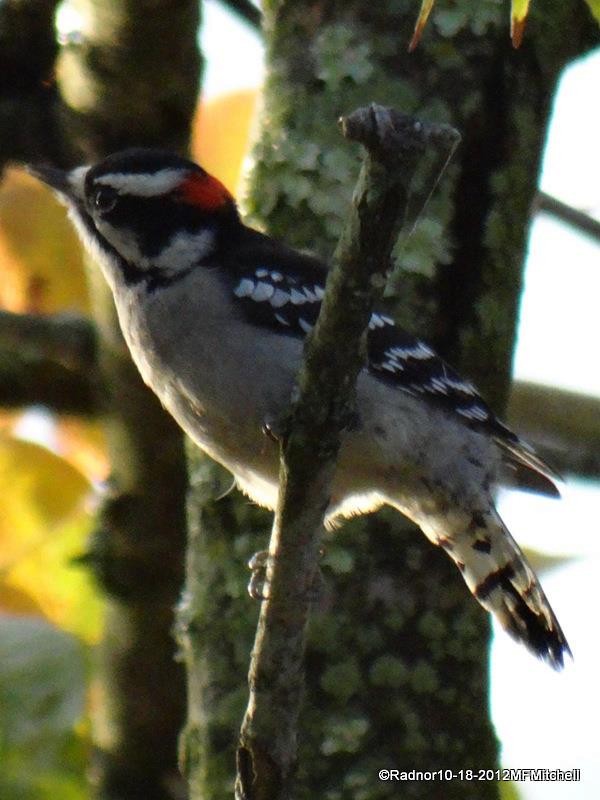 Downy Woodpecker - ML610098482