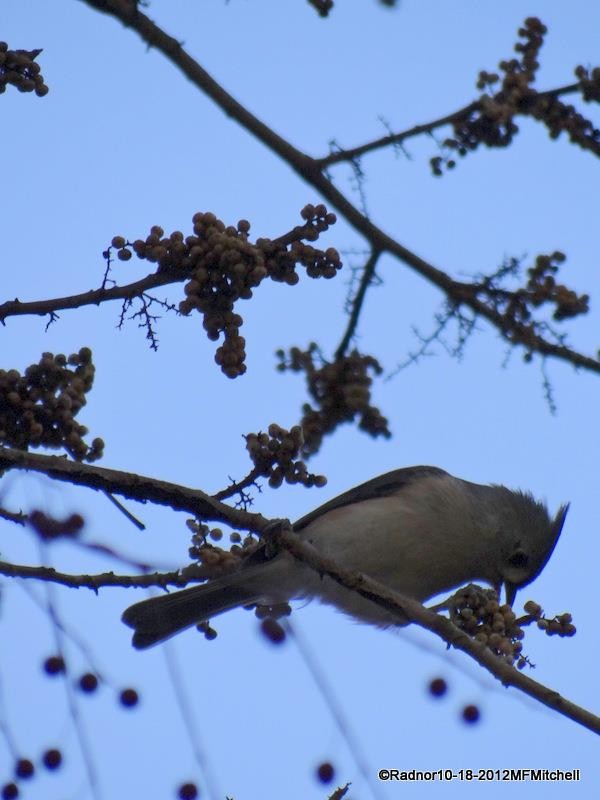 Tufted Titmouse - ML610098489