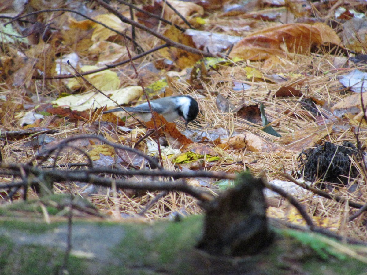 Black-capped Chickadee - ML610098495