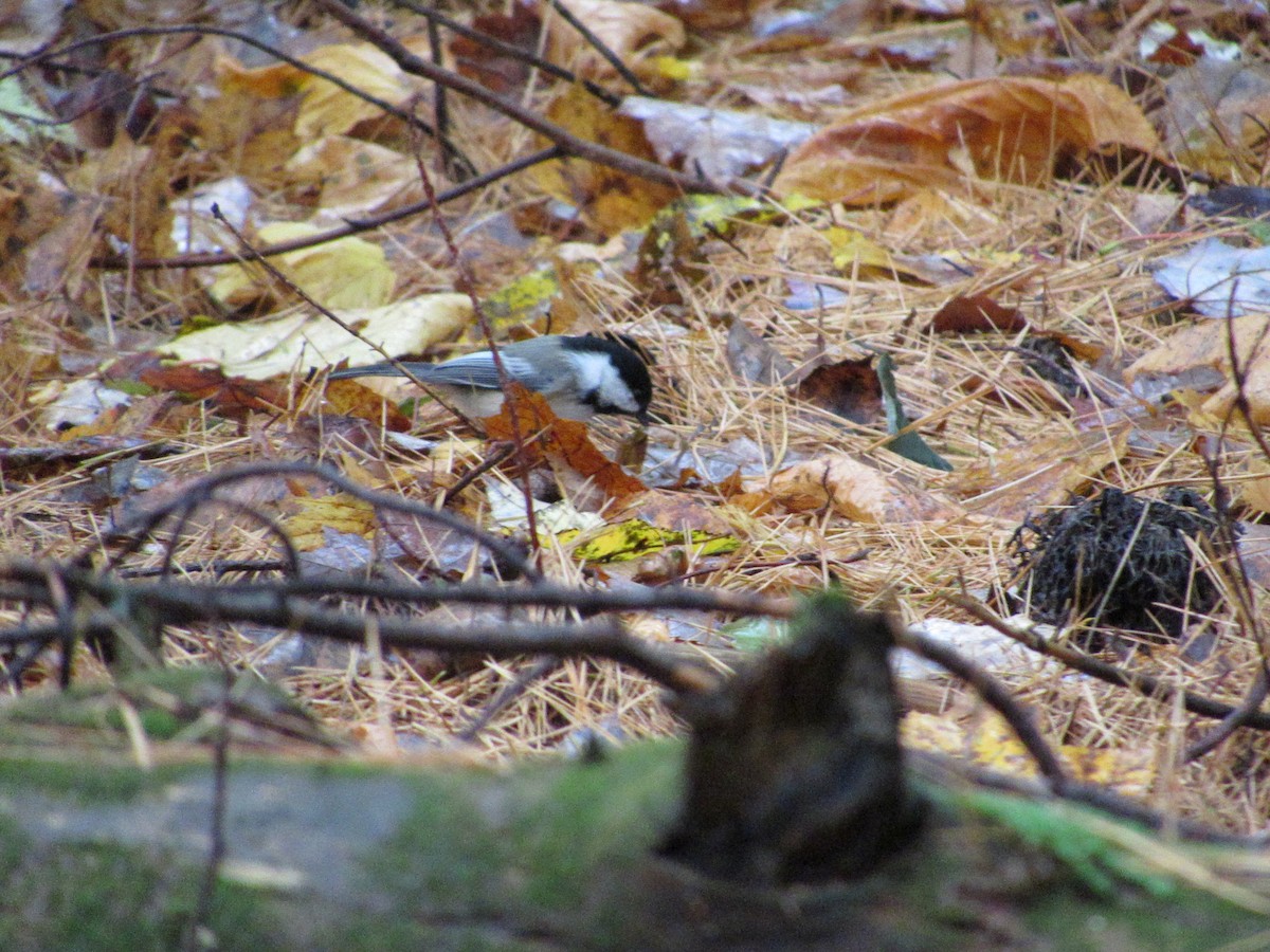 Black-capped Chickadee - ML610098496