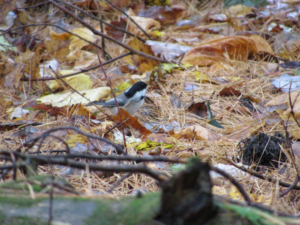 Black-capped Chickadee - ML610098497