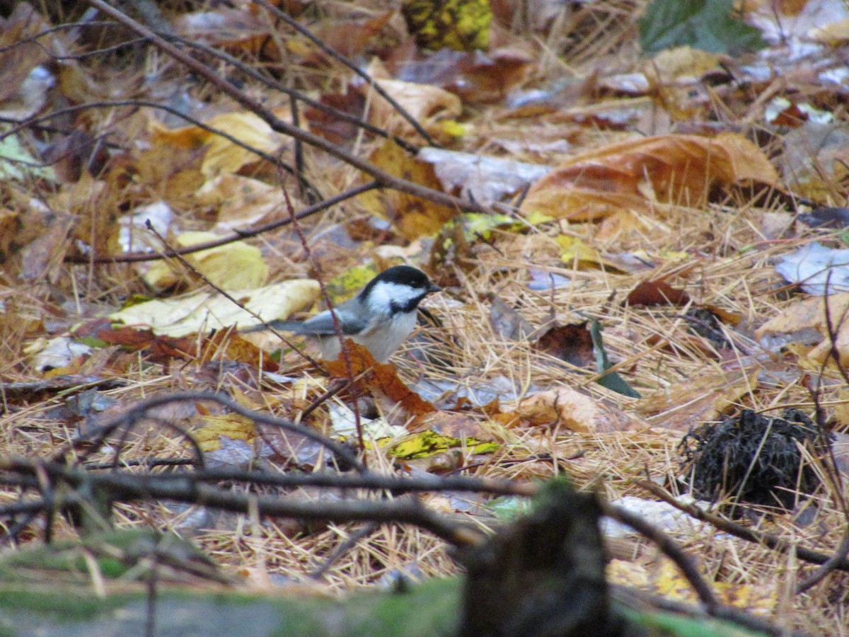 Black-capped Chickadee - ML610098499