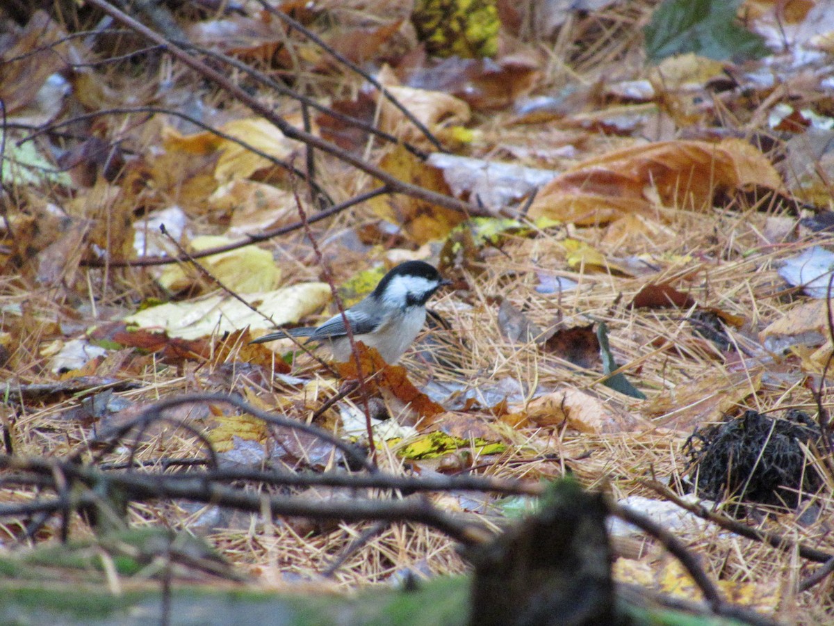 Black-capped Chickadee - ML610098500