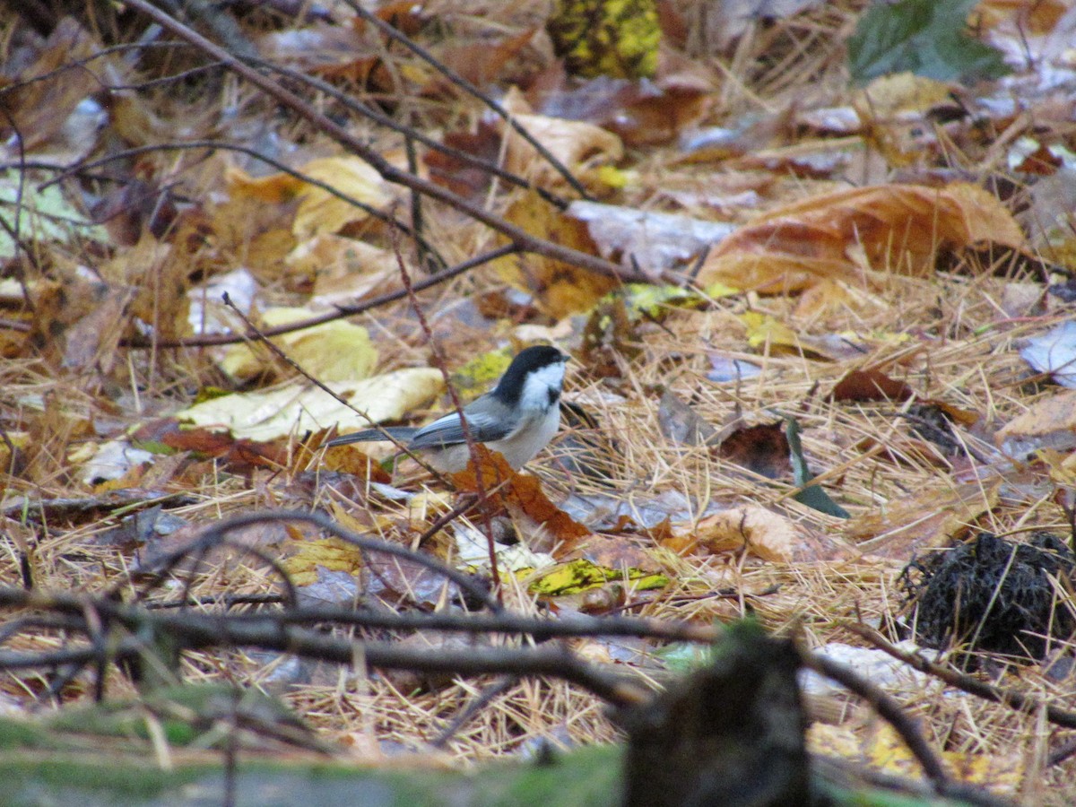 Black-capped Chickadee - ML610098501