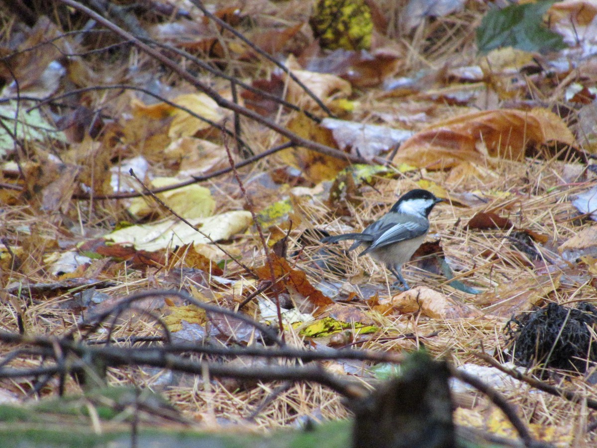 Black-capped Chickadee - ML610098503