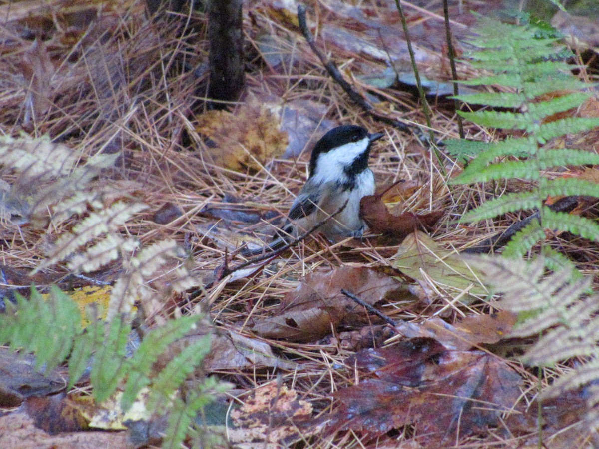Black-capped Chickadee - ML610098504