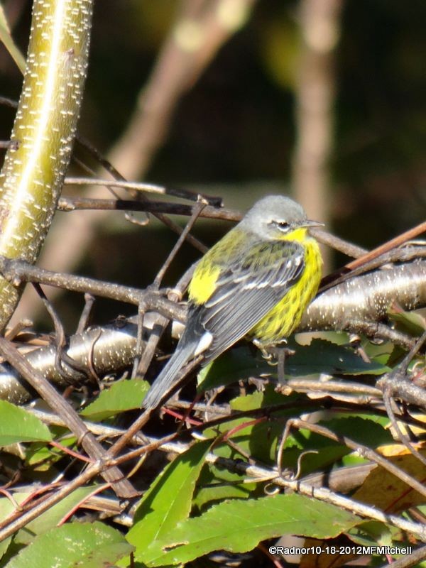 Magnolia Warbler - ML610098505