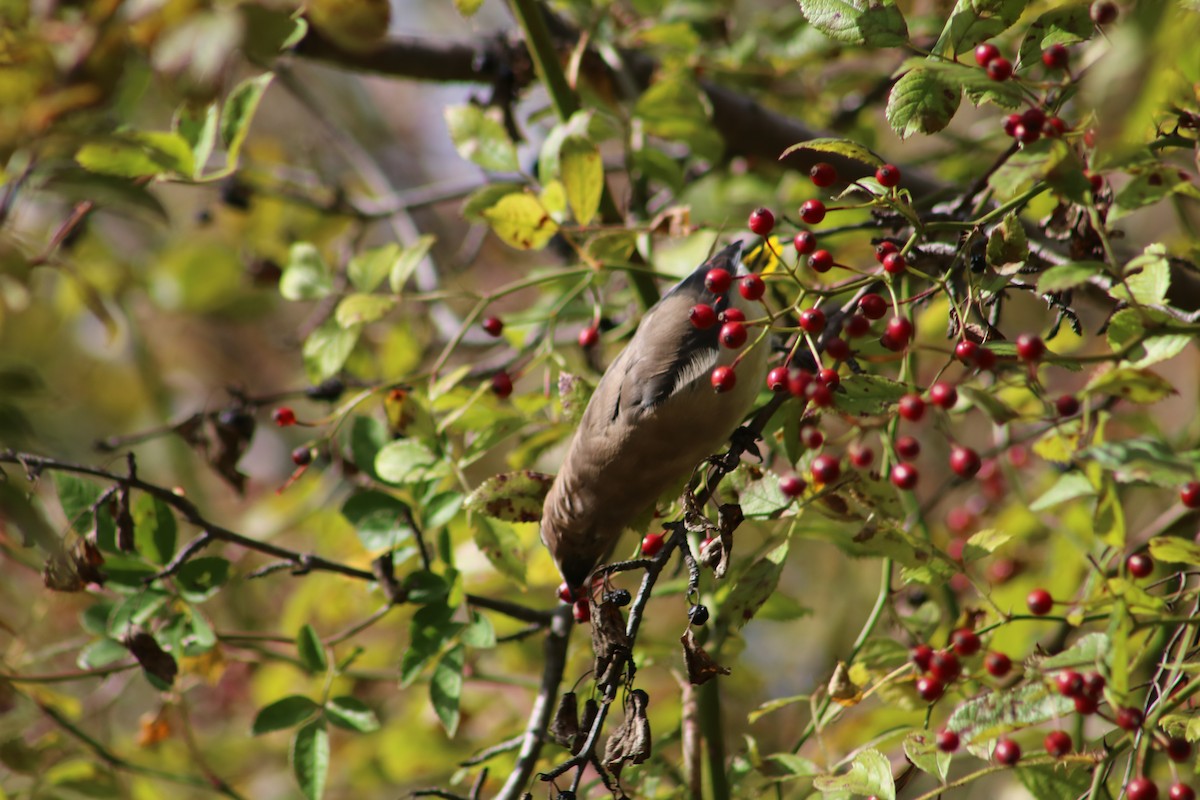 Cedar Waxwing - ML610098520