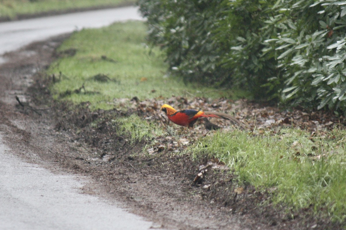 Golden Pheasant - ML610098572